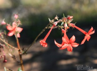 Desert flowers