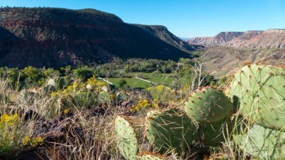Cactus on lava along Kolob Terrace Road