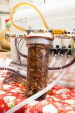 Bacon Beer!
