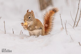 Backyard-Birds-Winter-2025-12