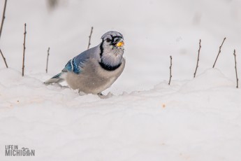 Backyard-Birds-Winter-2025-2