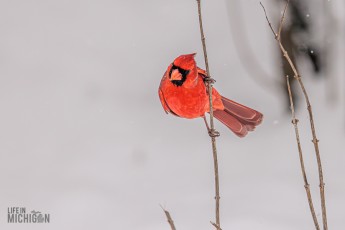 Backyard-Birds-Winter-2025-32