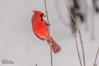 Backyard-Birds-Winter-2025-33