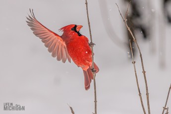 Backyard-Birds-Winter-2025-34