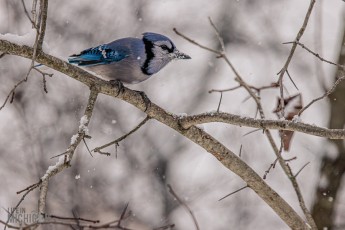 Backyard-Birds-Winter-2025-37
