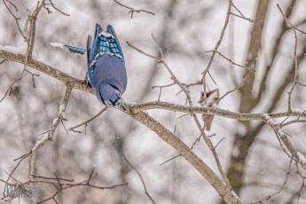 Backyard-Birds-Winter-2025-38