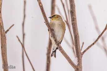 Backyard-Birds-Winter-2025-43