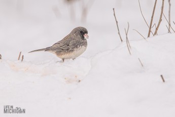 Backyard-Birds-Winter-2025-59