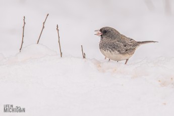 Backyard-Birds-Winter-2025-60