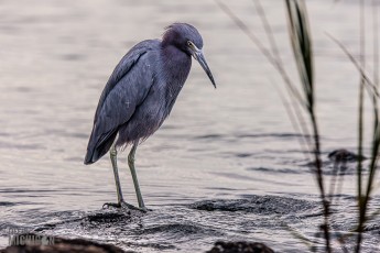 Jacksonville-St-Augustine-FL-2026-98