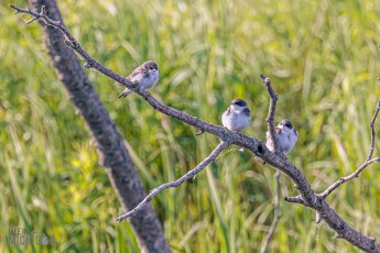 Manistee-Area-Birds-2026-10