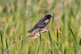 Manistee-Area-Birds-2026-21