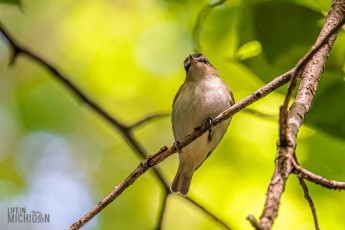 Manistee-Area-Birds-2026-34