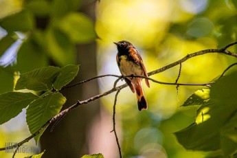 Manistee-Area-Birds-2026-38