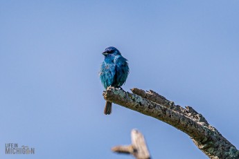 Manistee-Area-Birds-2026-4