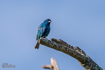 Manistee-Area-Birds-2026-5