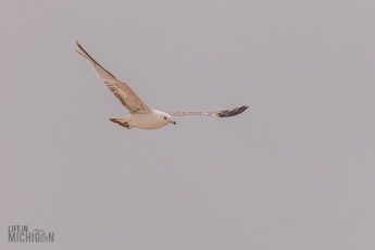 Manistee-Area-Birds-2026-53