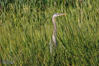 Manistee-Area-Birds-2026-8