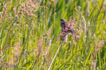 Manistee-Area-Birds-2026-9