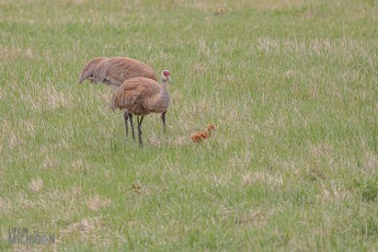Kensington-Metropark-Wildlife-14