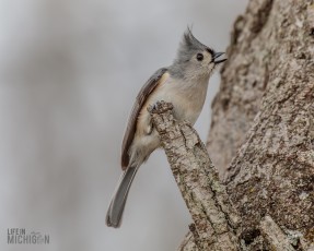 Kensington-Metropark-Wildlife-23