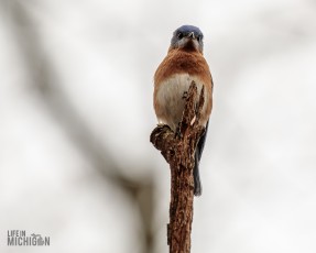 Kensington-Metropark-Wildlife-25