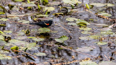 Kensington-Metropark-Wildlife-7