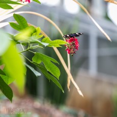 Frederik Meijer Gardens - Spring 2016-14