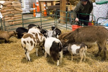 Feeding time!  Mini petty zoo at Downtown Home and Garden