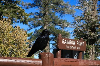 Black Crowes jamming at Rainbow Point!