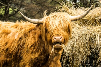 Cairngorms 2018-101