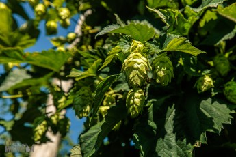 Hop Alliance in Omena