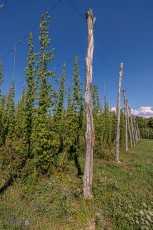 Hop Alliance in Omena