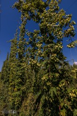 Hop Alliance in Omena