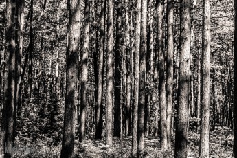 Marquette-hikes-2023-41