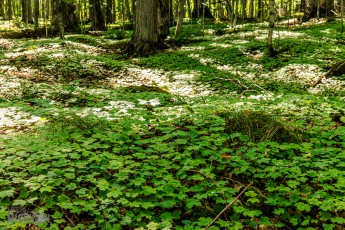 Marquette-hikes-2023-42