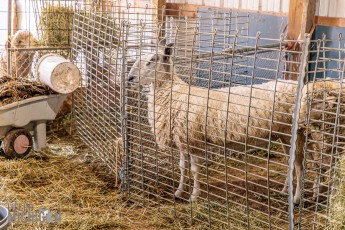 Michigan-Merinos-2023-11