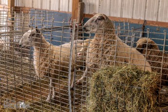 Michigan-Merinos-2023-16