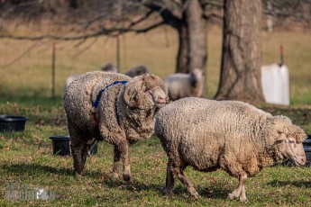 Michigan-Merinos-2023-17