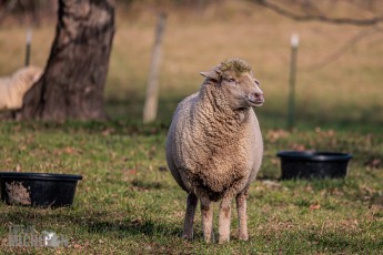 Michigan-Merinos-2023-19