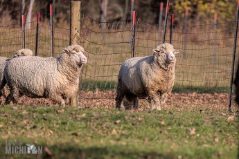 Michigan-Merinos-2023-22