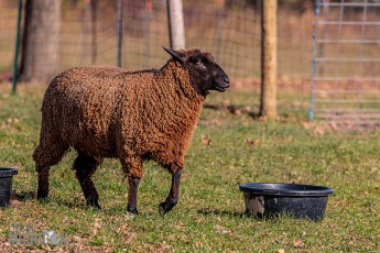 Michigan-Merinos-2023-25