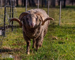 Michigan-Merinos-2023-30