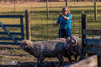 Michigan-Merinos-2023-33
