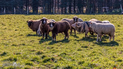 Michigan-Merinos-2023-34
