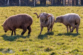 Michigan-Merinos-2023-35