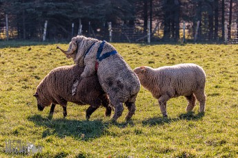 Michigan-Merinos-2023-36