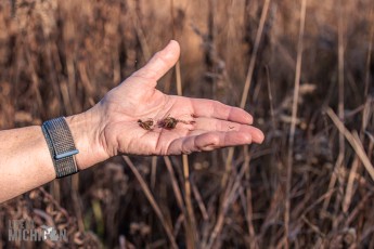 Michigan-Merinos-2023-39