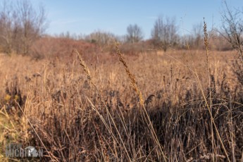 Michigan-Merinos-2023-46