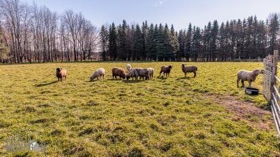 Michigan-Merinos-2023-49